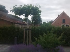 IMG_20150609_102712805